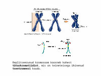 Vastandij Xxx - PPT) Iga kromosoom koosneb lineaarses DNA molekulist, mis on valkudega  tihedalt kokku pakitud - DOKUMEN.TIPS